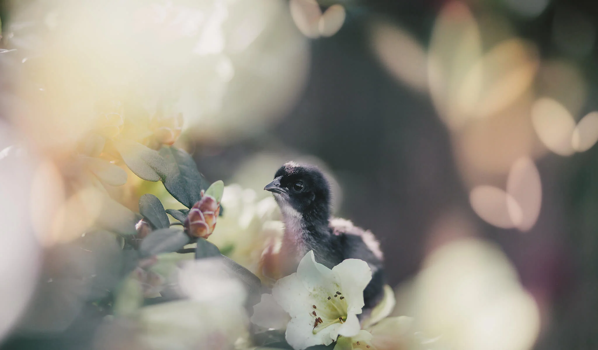 Pretty Bokeh Limited Edition Collection for Lightroom - Image 4